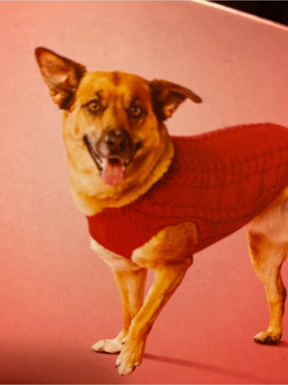 Boots & Barkley Bright Red Pet Sweater NWT